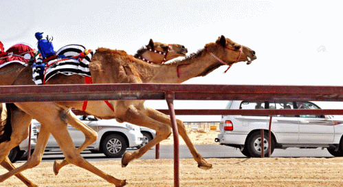 Camel Races