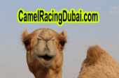 camel races in dubai