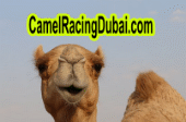 Camel Racing